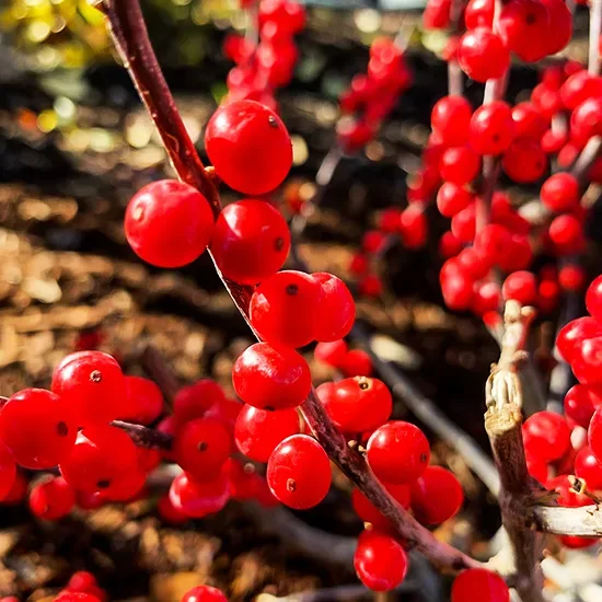 Berry Poppins™ Winterberry Holly 2 Berry Poppins™ Winterberry Holly - Image 2