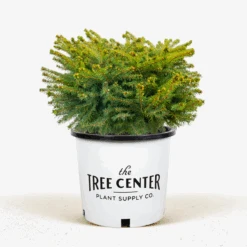 Birds Nest Spruce -The Tree Center Store Birds Nest Spruce 3G 01 600x600 1