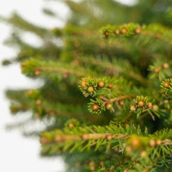 Birds Nest Spruce -The Tree Center Store Birds Nest Spruce 3G 04 copy 2 600x600 1