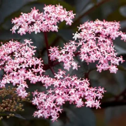 Black Beauty Elderberry -The Tree Center Store Black Beauty Elderberry 1 copy jpg