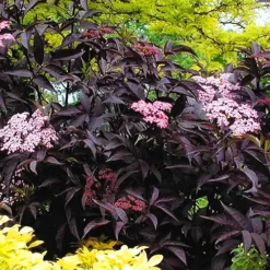 Black Beauty Elderberry -The Tree Center Store Black Beauty Elderberry 4 copy jpg webp