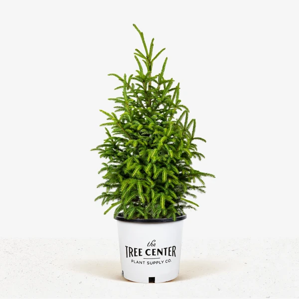 Black Hills Spruce 3 Black Hills Spruce - Image 3