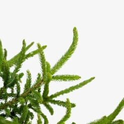 Black Hills Spruce 8 Black Hills Spruce -The Tree Center Store Black Hills Spruce 5G 05 copy 600x600 1