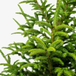 Black Hills Spruce 9 Black Hills Spruce -The Tree Center Store Black Hills Spruce 5G 06 copy 600x600 1