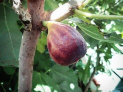 Black Italian Fig -The Tree Center Store Black Italian Fig 2 copy 600x450 1