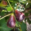 Black Italian Fig