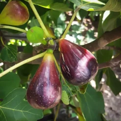 Black Italian Fig