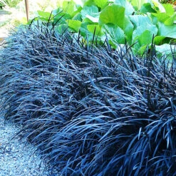 Black Mondo Grass