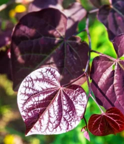 Black Pearl Redbud Tree -The Tree Center Store Black Pearl Redbud Tree 1 jpg webp