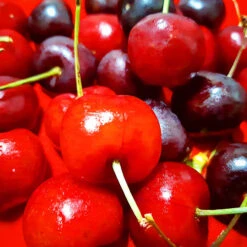 Black Republican Cherry Tree -The Tree Center Store Black Republican Cherry Tree 2 copy 600x600 1