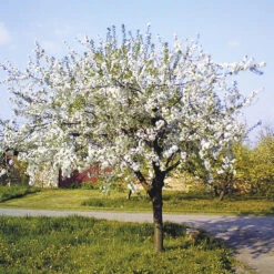 Black Republican Cherry Tree -The Tree Center Store Black Republican Cherry Tree 4 copy 600x600 1