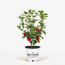 Black Tie Camellia 7 Black Tie Camellia -The Tree Center Store Black Tie Cameilla 3G 01 1 600x600 1