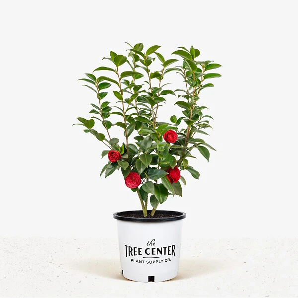 Black Tie Camellia 3 Black Tie Camellia - Image 3