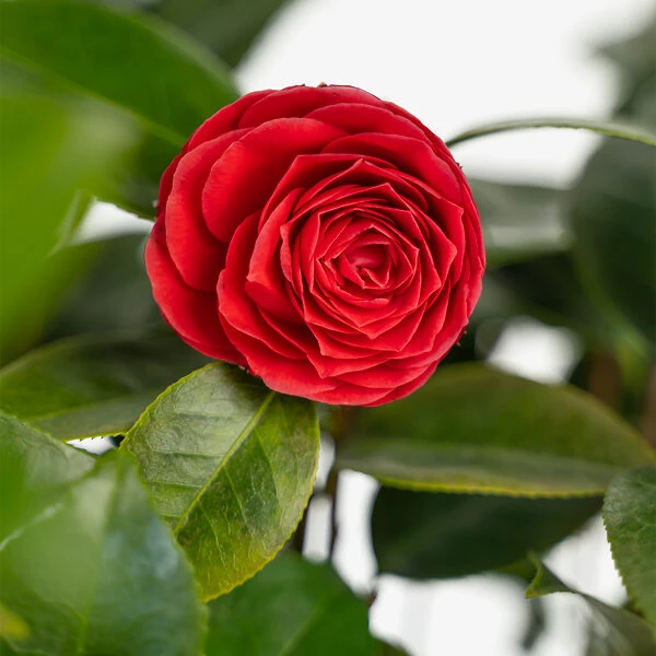 Black Tie Camellia 5 Black Tie Camellia - Image 5