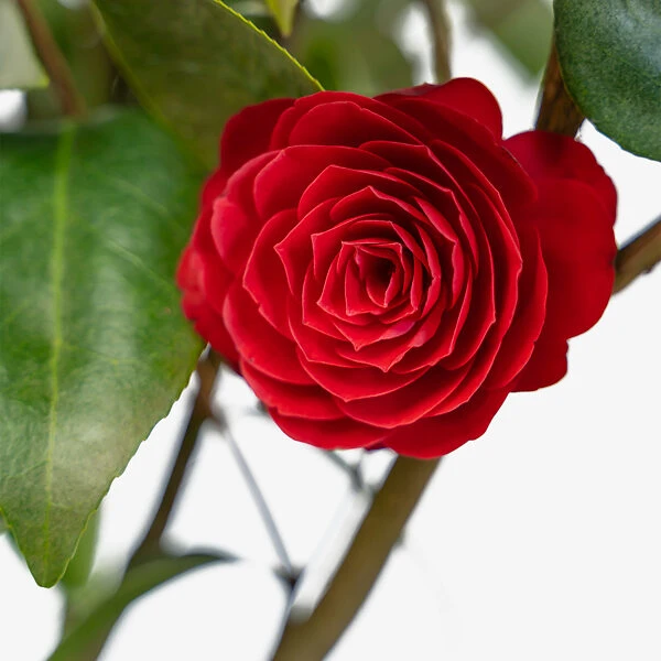 Black Tie Camellia 2 Black Tie Camellia - Image 2