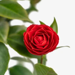 Black Tie Camellia 8 Black Tie Camellia -The Tree Center Store Black Tie Cameilla 3G 06 copy 1 600x600 1