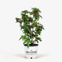 Black Tower Elderberry 9 Black Tower Elderberry -The Tree Center Store Black Tower Elderberry 5G 01 600x600 1