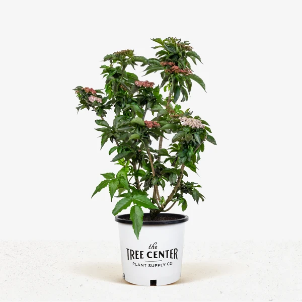 Black Tower Elderberry 5 Black Tower Elderberry - Image 5