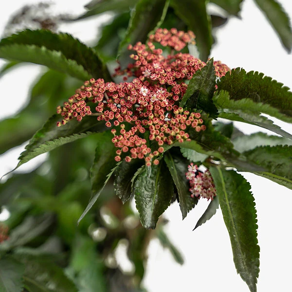 Black Tower Elderberry 3 Black Tower Elderberry - Image 3