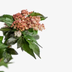 Black Tower Elderberry 8 Black Tower Elderberry -The Tree Center Store Black Tower Elderberry 5G 05 copy 1 600x600 1