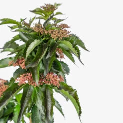 Black Tower Elderberry