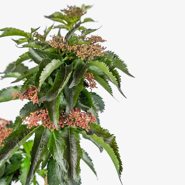 Black Tower Elderberry 1 Black Tower Elderberry