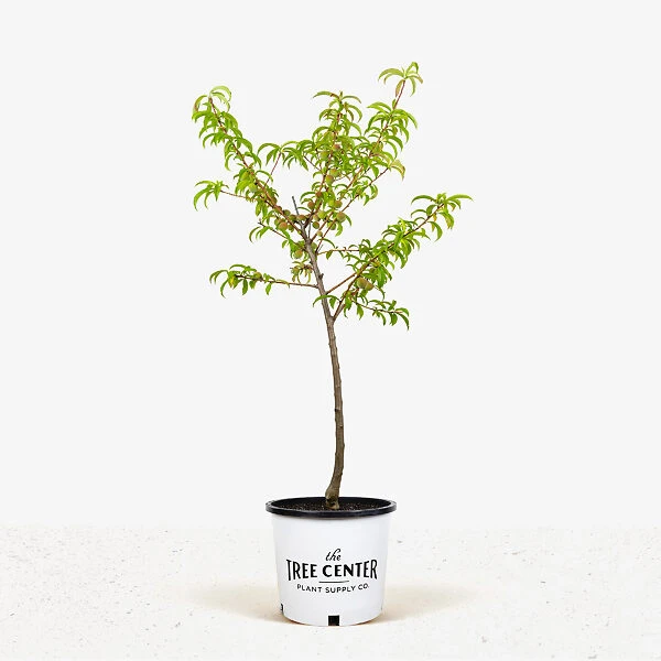 Blaze Prince Peach Tree 2 Blaze Prince Peach Tree - Image 2