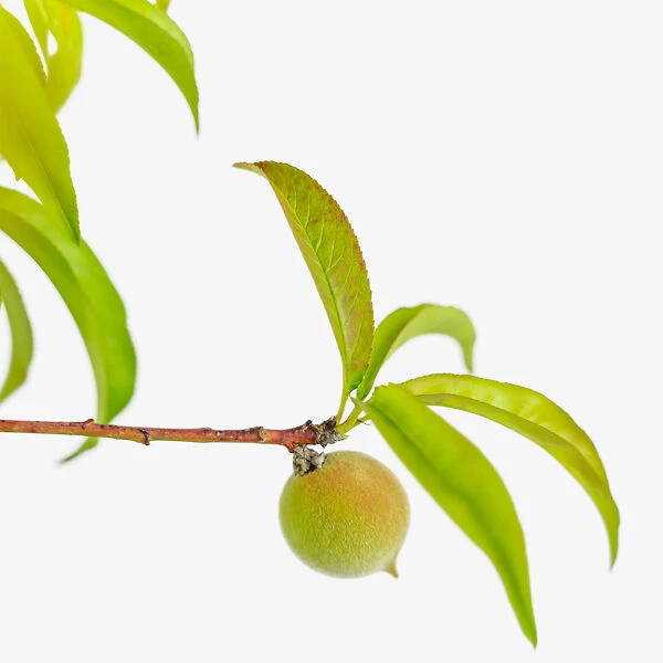 Blaze Prince Peach Tree 3 Blaze Prince Peach Tree - Image 3