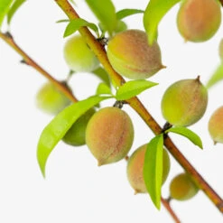 Blaze Prince Peach Tree 9 Blaze Prince Peach Tree -The Tree Center Store Blaze Prince Peach Tree 5G 06 copy 1 600x600 1