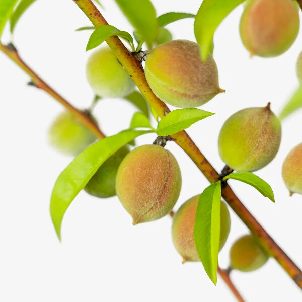 Blaze Prince Peach Tree 5 Blaze Prince Peach Tree - Image 5