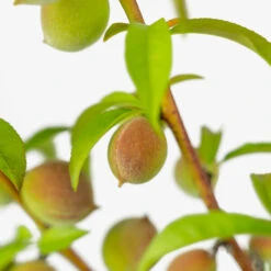 Blaze Prince Peach Tree 8 Blaze Prince Peach Tree -The Tree Center Store Blaze Prince Peach Tree 5G 07 copy 1 600x600 1