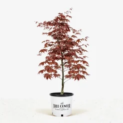 Bloodgood Japanese Maple 9 Bloodgood Japanese Maple -The Tree Center Store Bloodgood Japanese Maple jpg 600x600 1