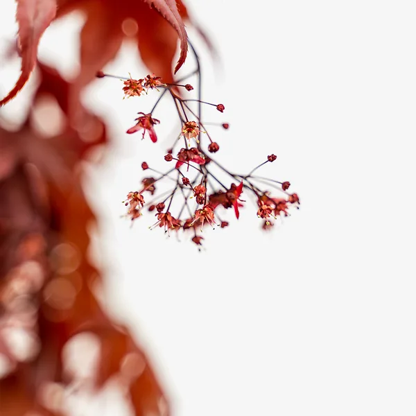 Bloodgood Japanese Maple 2 Bloodgood Japanese Maple - Image 2