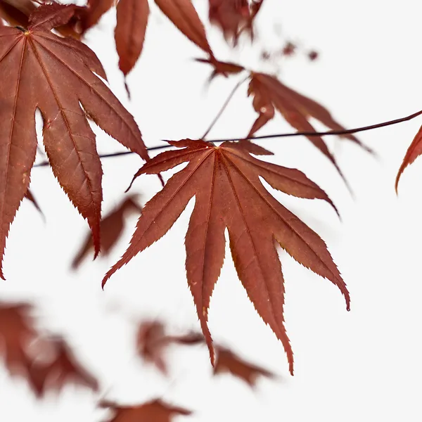 Bloodgood Japanese Maple 4 Bloodgood Japanese Maple - Image 4