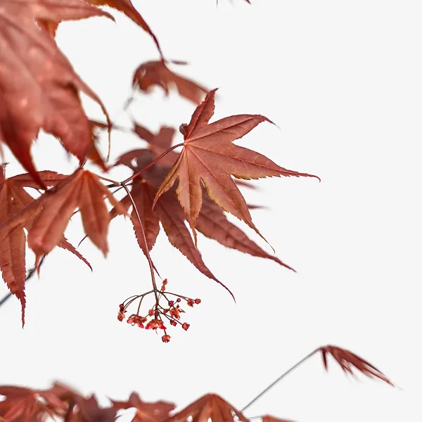 Bloodgood Japanese Maple 3 Bloodgood Japanese Maple - Image 3