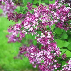 Bloomerang Dark Purple Lilac -The Tree Center Store Bloomerang Dark Purple Lilac 1 copy jpg