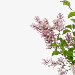 Bloomerang Dark Purple Lilac -The Tree Center Store Bloomerang Dark Purple Lilac 3G 03 copy 1 600x600 1