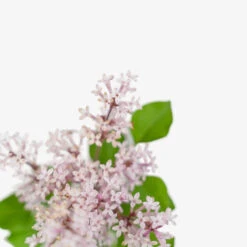 Bloomerang Dark Purple Lilac -The Tree Center Store Bloomerang Dark Purple Lilac 3G 05 copy 1 600x600 1