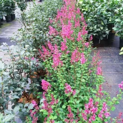 Bloomerang Dwarf Pink Lilac -The Tree Center Store Bloomerang Dwarf Pink Lilac 2 copy jpg webp