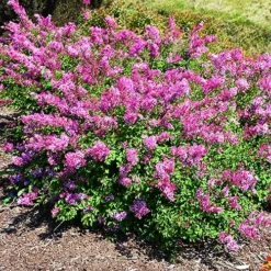 Bloomerang Dwarf Pink Lilac -The Tree Center Store Bloomerang Dwarf Pink Lilac 4 copy jpg webp