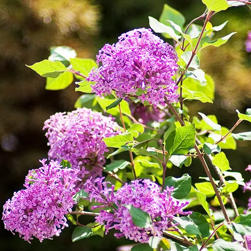 Bloomerang® Purple Lilac 2 Bloomerang® Purple Lilac - Image 2