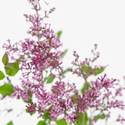 Bloomerang® Purple Lilac