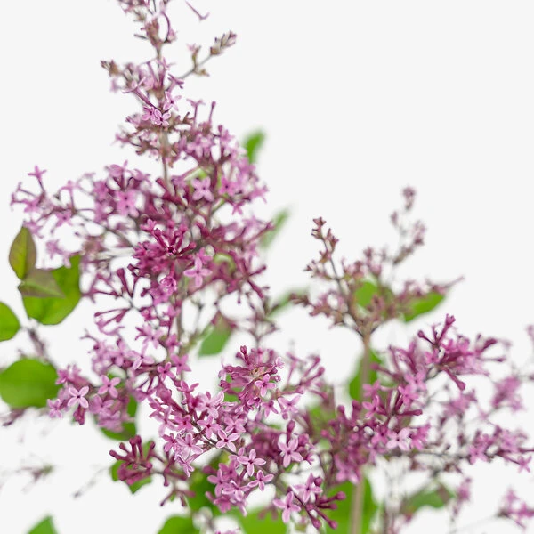 Bloomerang® Purple Lilac 1 Bloomerang® Purple Lilac