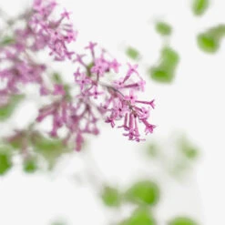 Bloomerang® Purple Lilac 9 Bloomerang® Purple Lilac -The Tree Center Store Bloomerang Purple Lilac 3G 05 copy 1 600x600 1
