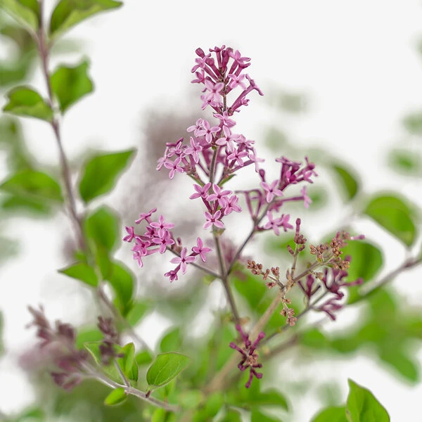 Bloomerang® Purple Lilac 4 Bloomerang® Purple Lilac - Image 4