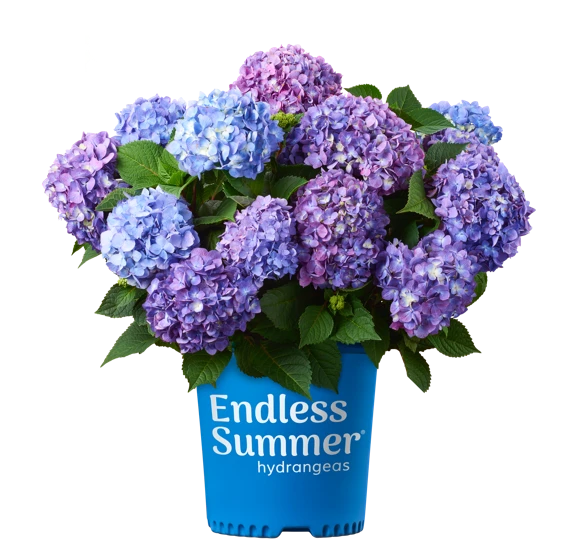 Bloomstruck® Hydrangea 2 Bloomstruck® Hydrangea - Image 2