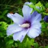 Blue Angel™ Hardy Hibiscus