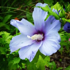 Blue Angel⢠Hardy Hibiscus