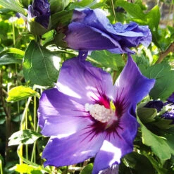Blue Angel™ Hardy Hibiscus 6 Blue Angel™ Hardy Hibiscus -The Tree Center Store Blue Angel Hardy Hibiscus 4 copy 600x600 1