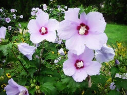 Blue Angel™ Hardy Hibiscus 7 Blue Angel™ Hardy Hibiscus -The Tree Center Store Blue Angel Hardy Hibiscus 5 copy 1 600x450 1